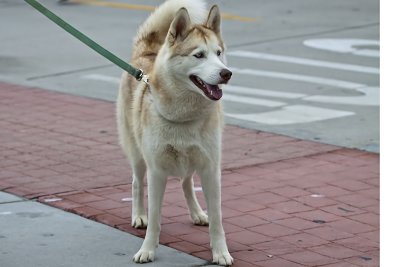 Alaskan Malamute (hybrid)