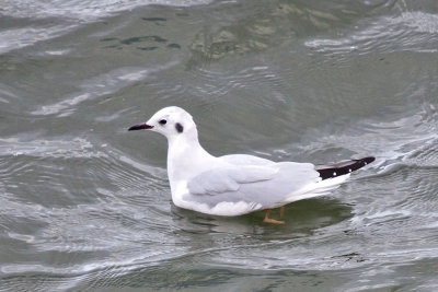 Bonaparte's Gull