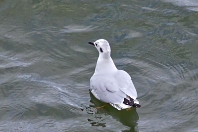 Bonaparte's Gull