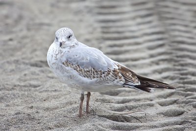 Herring Gull (juvenile)