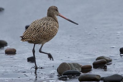 Marbled Godwit