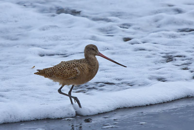 Marbled Godwit