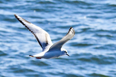 Bonaparte's Gull
