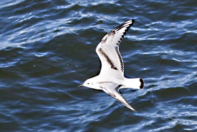 Bonaparte's Gull