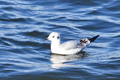 Bonaparte's Gull