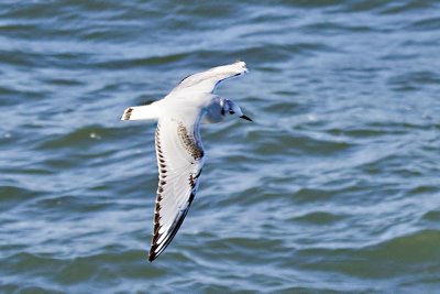 Bonaparte's Gull