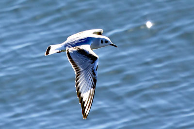 Bonaparte's Gull
