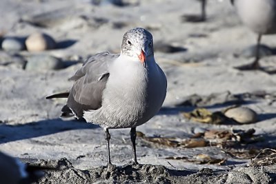 Heermann's Gull 