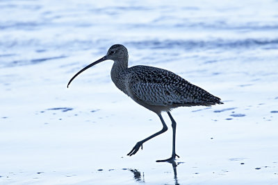 Long-billed Curlew