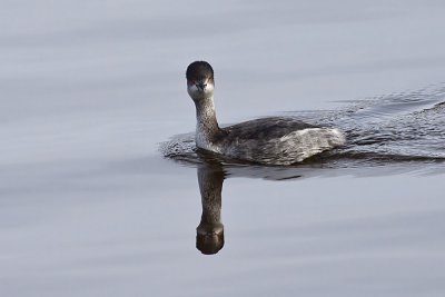 Eared Grebe