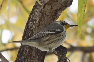 Yellow-throated Warbler