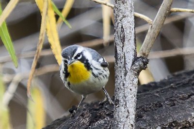 Yellow-throated Warbler
