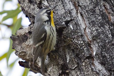 Yellow-throated Warbler