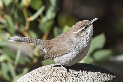 Bewick's Wren