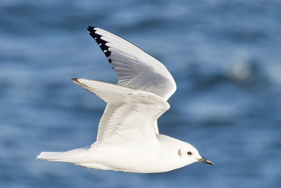 Bonaparte's Gull