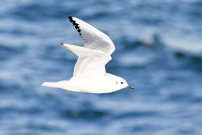 Bonaparte's Gull
