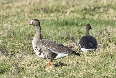 Greater-whited fronted Goose