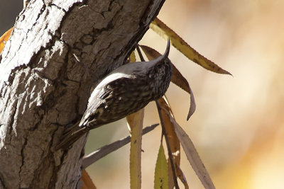 Brown Creeper