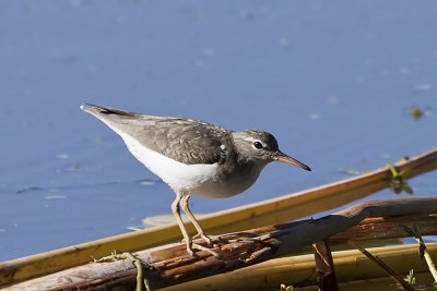 Spotted Sandpiper