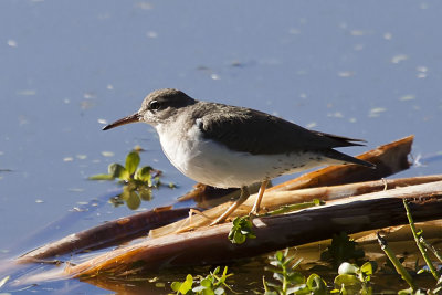 Spotted Sandpiper