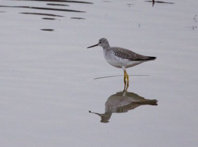 Greater Yellowlegs