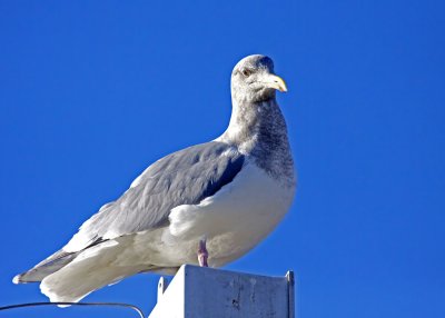 Herring Gull