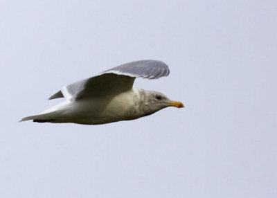 Glaucaus-winged Gull