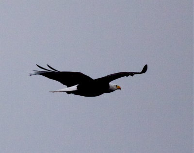 Bald Eagle