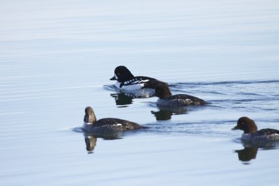 Barrow's Goldeneyes
