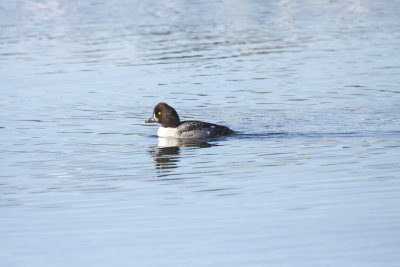 Barrow's Goldeneye (female)