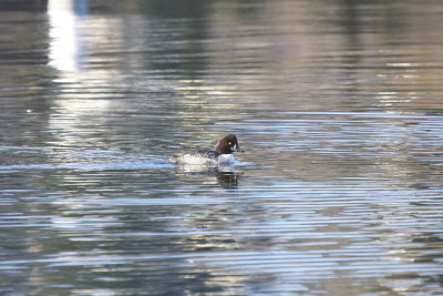 Barrow's Goldeneye (female)