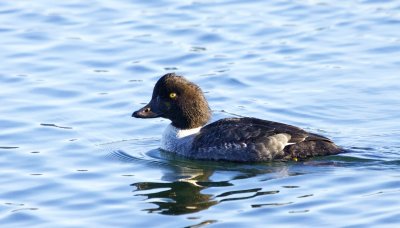 Barrow's Goldeneye (female)