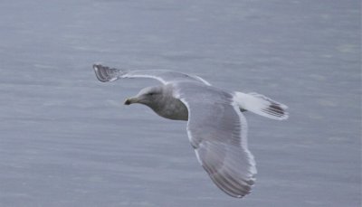 Glaucous-winged Gull