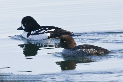 Barrow's Goldeneye