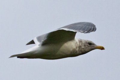 Glaucous-winged Gull