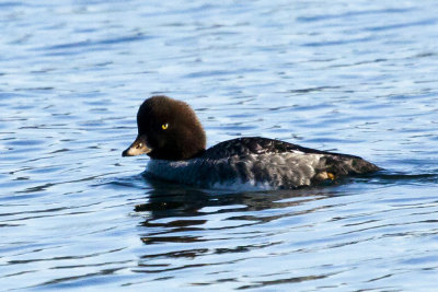 Barrow's Goldeneye