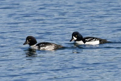 Barrow's Goldeneye