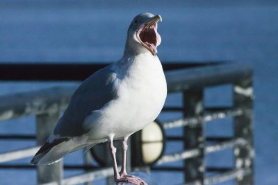Glaucous-winged Gull