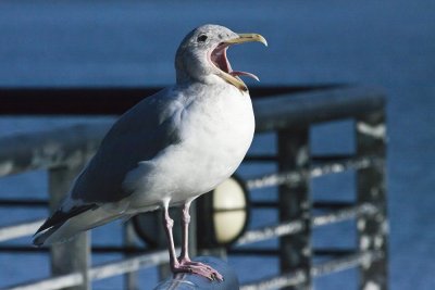 Glaucous-winged Gull