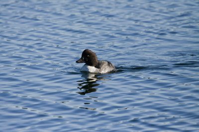 Common Goldeneye