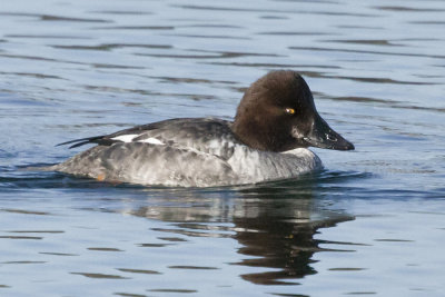 Common Goldeneye