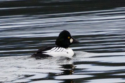 Common Goldeneye