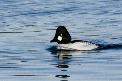 Common Goldeneye