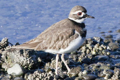 Killdeer