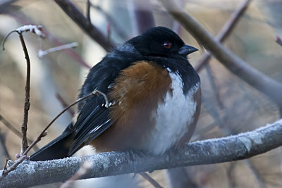 Spotted Towhee