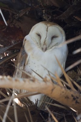 Barn Owl