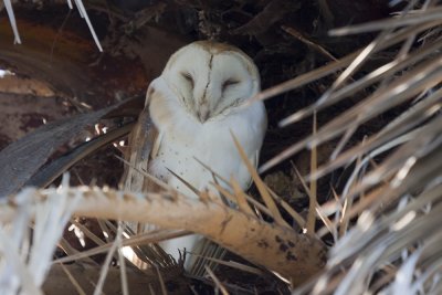 Barn Owl