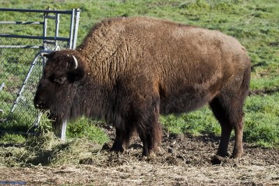 Bison