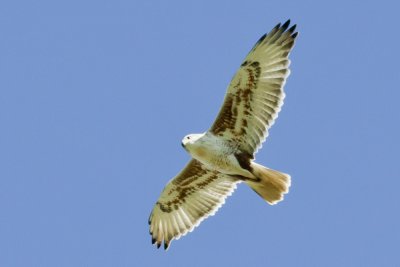 Ferruginous Hawk