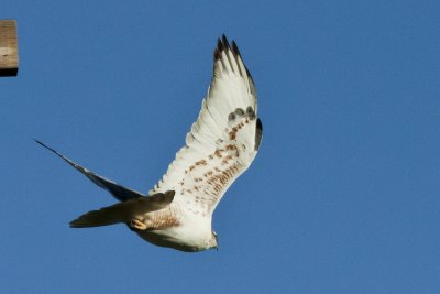 Ferruginous Hawk